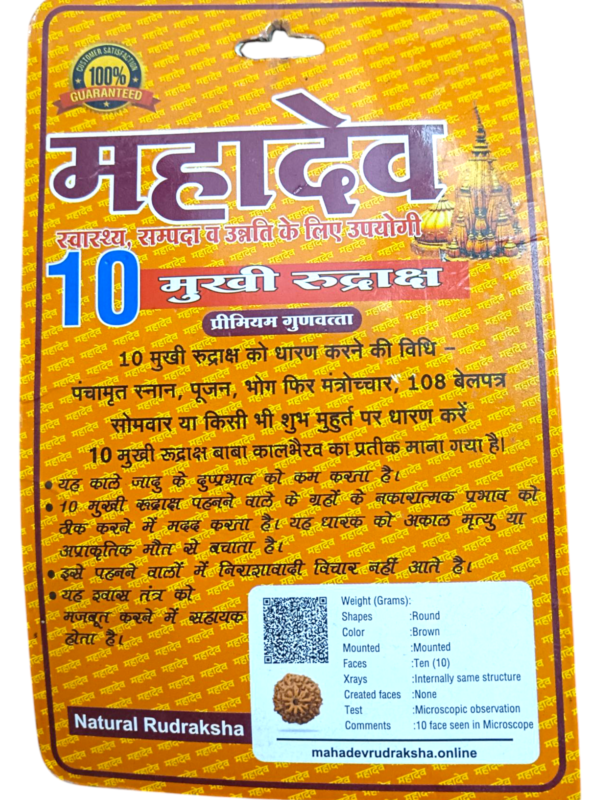 10 Mukhi rudraksha premium quality - Image 2