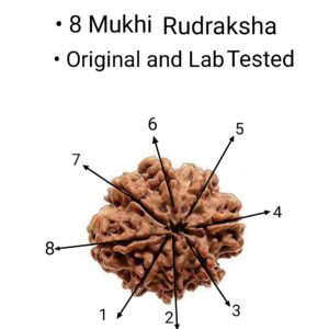 8 mukhi rudraksha original