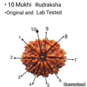 10 Mukhi rudraksha premium quality