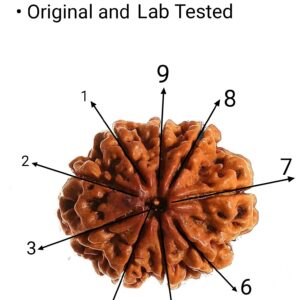 9 Mukhi original premium quality rudraksha
