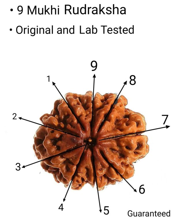 9 Mukhi original premium quality rudraksha