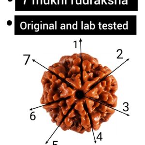 7 Face Rudraksha premium quality