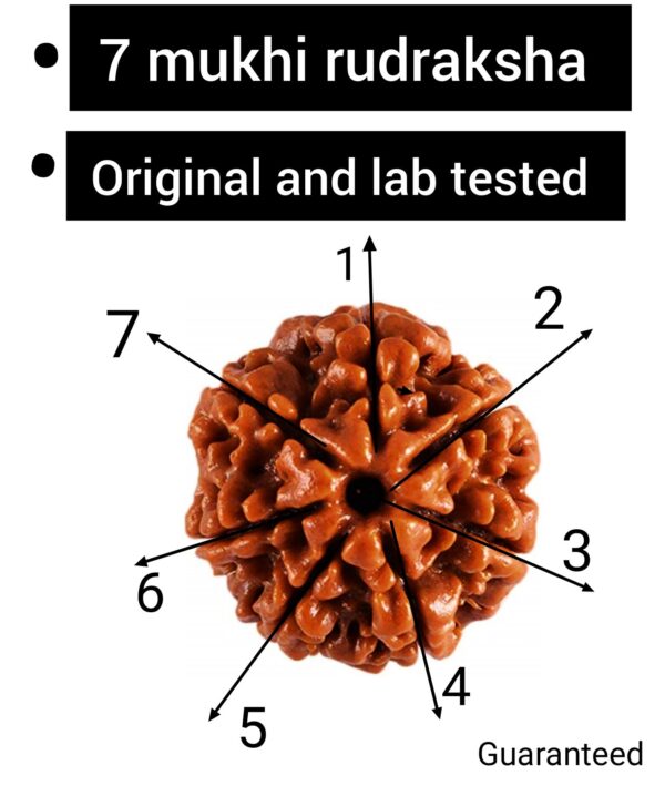 7 Face Rudraksha premium quality