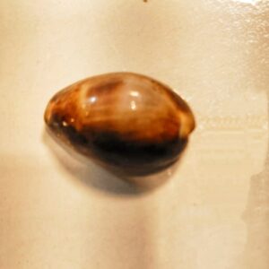 Original medium kawrhi ( sea shell collection)