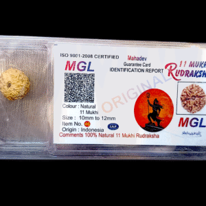 11 Mukhi original Rudraksha