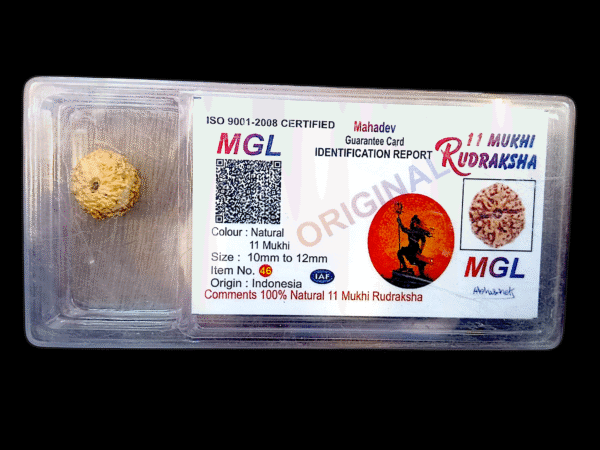 11 Mukhi original Rudraksha