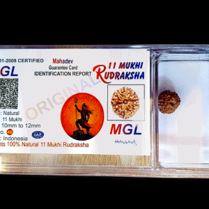 11 Mukhi Rudraksha small