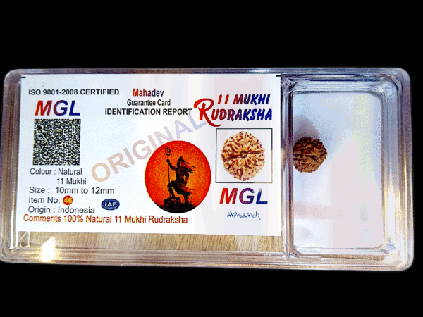 11 Mukhi Rudraksha small